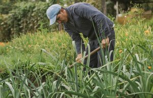 Áreas de Protección de Alimentos violan la Constitución, según informe