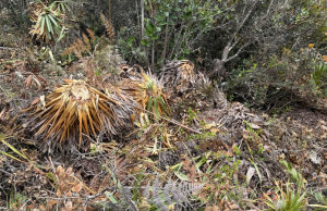 CAR abre investigación por grave tala de especies nativas en Tenjo