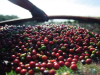 Colombia podría ser el principal proveedor de café para EE. UU.