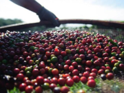 Colombia podría ser el principal proveedor de café para EE. UU.