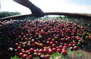 Colombia podría ser el principal proveedor de café para EE. UU.