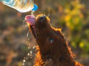 Día de los Animales, con “adoptatón”, en la UVA Ilusión Verde