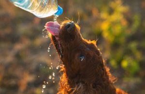 Día de los Animales, con “adoptatón”, en la UVA Ilusión Verde