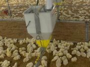 Hito histórico en Colombia: Japón abre mercado de carne de pollo colombiana