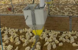Hito histórico en Colombia: Japón abre mercado de carne de pollo colombiana