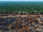 La deforestación en la Amazonía de Brasil cayó 11% en un año