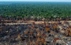 La deforestación en la Amazonía de Brasil cayó 11% en un año