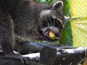 Medellín prepara su política pública de protección y bienestar animal