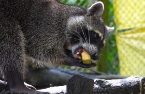 Medellín prepara su política pública de protección y bienestar animal