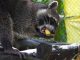 Medellín prepara su política pública de protección y bienestar animal