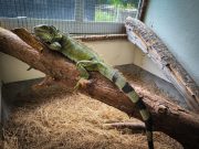 Entregan de manera voluntaria cuatro reptiles que estaban en cautiverio