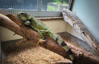 Entregan de manera voluntaria cuatro reptiles que estaban en cautiverio