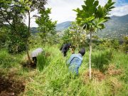 Anuncian la siembra de 7.000 árboles más en el Valle de Aburrá