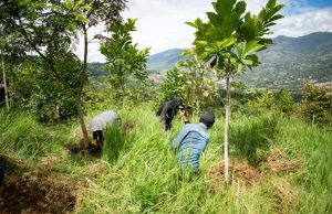 Anuncian la siembra de 7.000 árboles más en el Valle de Aburrá