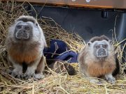 Pareja de tití gris, especie en riesgo, regresó a su hábitat