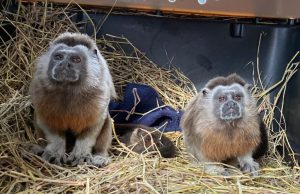 Pareja de tití gris, especie en riesgo, regresó a su hábitat