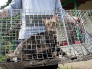 Van más de 400 gatos ferales esterilizados en el Valle de Aburrá