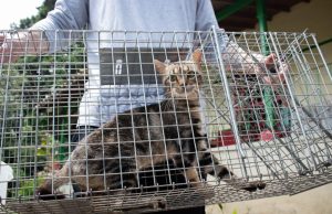 Van más de 400 gatos ferales esterilizados en el Valle de Aburrá