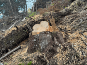 Tala de al menos 120 árboles en zona rural de Pacho alarma a la CAR