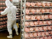 El pollo es clave contra la desnutrición infantil: Fenavi