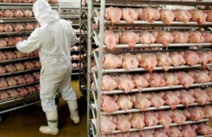 El pollo es clave contra la desnutrición infantil: Fenavi