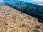 Deforestación se desacelera en el mundo pero sigue siendo muy rápida: FAO