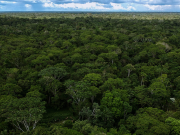 Cae deforestación en la Amazonía: 16% menos alertas entre abril y junio