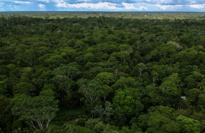 Cae deforestación en la Amazonía: 16% menos alertas entre abril y junio