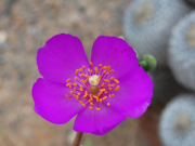 Descubren flor en el Atacama que podría revolucionar la agricultura