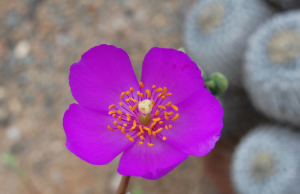 Descubren flor en el Atacama que podría revolucionar la agricultura