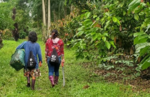 Aseguran aval fiscal para proyecto de fibra óptica en la Amazonía