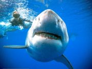 Urgen proteger tiburones, una especie amenazada