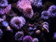 Tecnología para restauración de los ecosistemas marinos