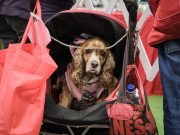 La ciudadanía está cada vez más comprometida con la protección de los animales