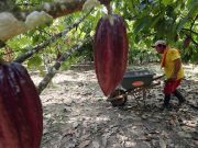 Acumen y CAF sellan alianza para impulsar inversión de impacto y transformar la cadena del cacao en tres regiones