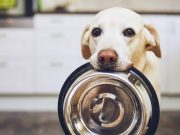 Ejercicios básicos para adiestrar a su mascota en casa