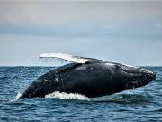 Las ballenas francas del Atlántico Norte muestran señales de recuperación tras años al borde de la extinción