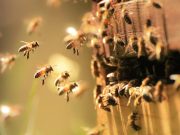 Descubren en Australia la ‘abeja Lucifer’: una nueva especie que sorprende a la ciencia