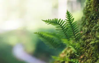 ¿El musgo puede vivir en el espacio? Estudio comprueba que hay esporas que pueden sobrevivir hasta nueve meses