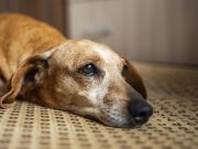 La edad exacta en que comienza la vejez de un perro, según su raza y tamaño