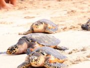 Estudio global sin precedentes revela cuáles son las amenazas más severas para la megafauna marina: todas derivan de actividades humanas