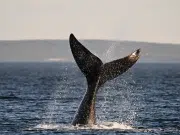 Combinan ADN de una ballena y una mosca para buscar la cura del cáncer: así es el experimento