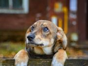 Noviembre, el mes de adopción de animales sénior: lo que debe tener en cuenta para elegir a un animal adecuado