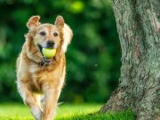 Cali acogerá la primera edición del Famy Fest Pets, un encuentro dedicado al bienestar animal y las familias