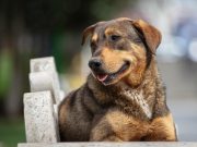 Registro de perros en aplicación: la plataforma gratuita de Bogotá para razas de manejo especial; pasos y requisitos para inscribir a su mascota