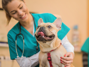 Más que alimento y ejercicio: la importancia vital de la hidratación en las mascotas