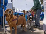 Bogotá “interespecie”: menos cunas, más collares y bigotes