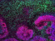 El mayor mapa del cerebro en desarrollo revela las fases en las que se originan los trastornos neurológicos