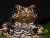 Tres nuevas especies de sapos africanos que dan a luz crías vivas pasaron 100 años ocultas en museos antes de ser descubiertas