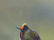 Así se logró la imagen de uno de los colibríes más difíciles de fotografiar en Colombia: ‘fue inevitable que se me encharcaran los ojos’